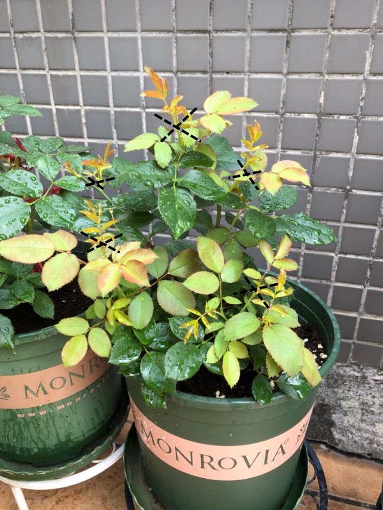 月季苗怎么养壮？记住“2点”，一年长成大盆栽，开花数量多10倍