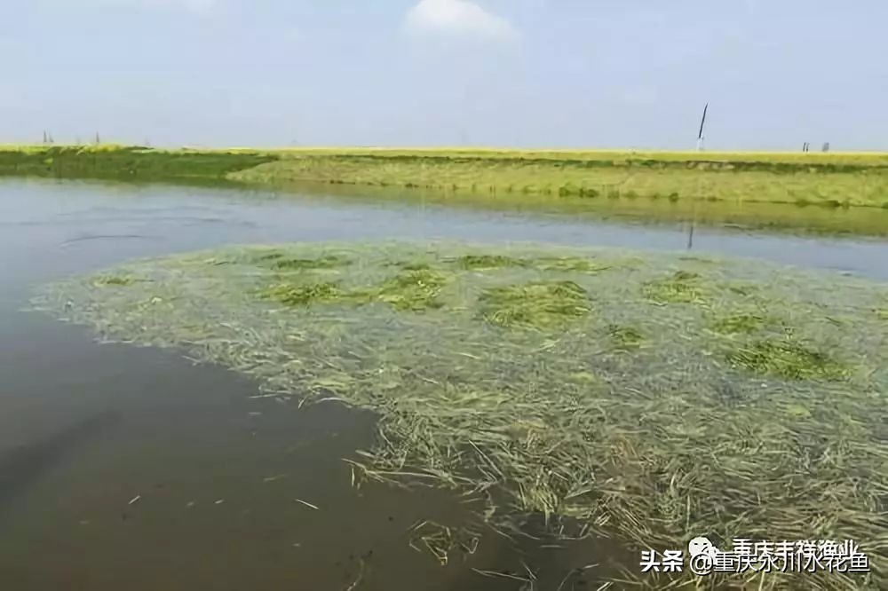 草鱼人工注射疫苗操作的十二要点