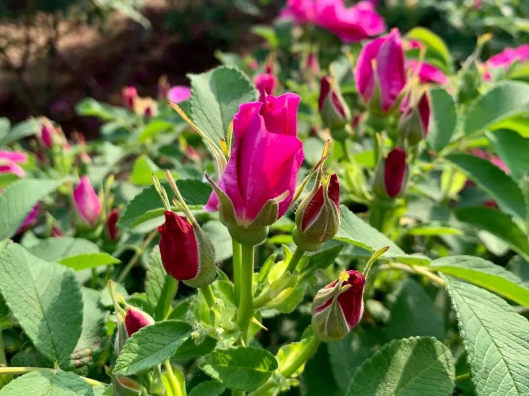 教你如何避开假货买到真品,一张图告诉你怎样分辨假货