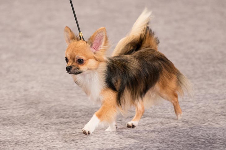 寻根问祖系列（116）：吉娃娃（Chihuahua）