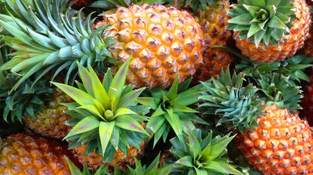 狗狗禁止吃的20种食物列表,狗狗不能吃的6种蔬果养狗须知