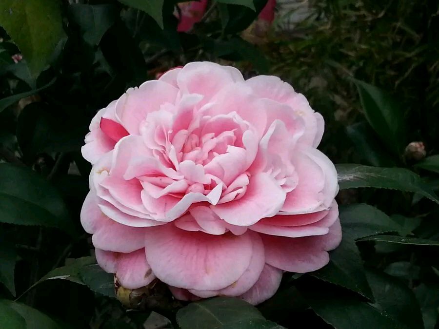 茶花长得很好突然掉叶,茶花新长出来的叶子枯萎怎么回事