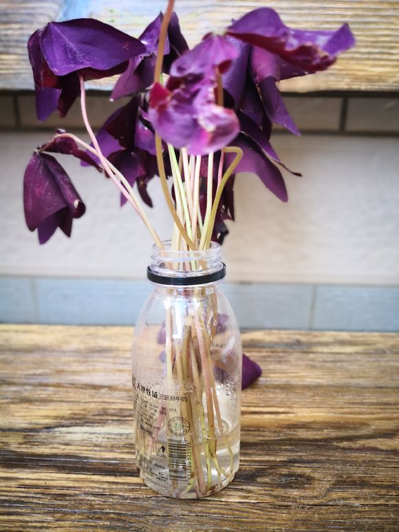 想让花叶绿又茂盛上什么肥,紫叶酢浆草几天可以出苗