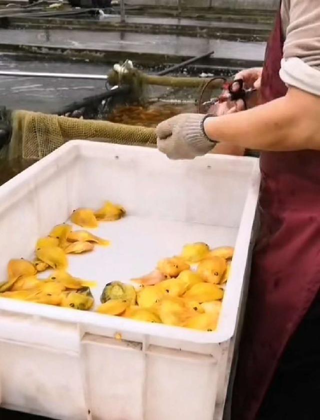 鹦鹉鱼和发财鱼打架,发财鱼鹦鹉鱼混养吗