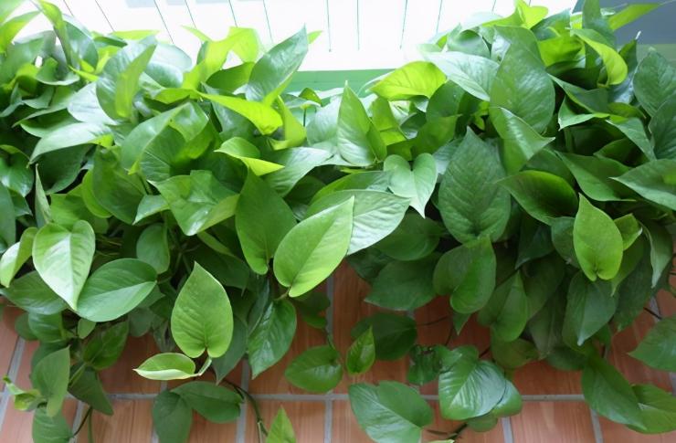绿萝在家养到底好不好,为什么养绿萝不好