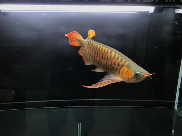 养龙步骤,养龙秘诀