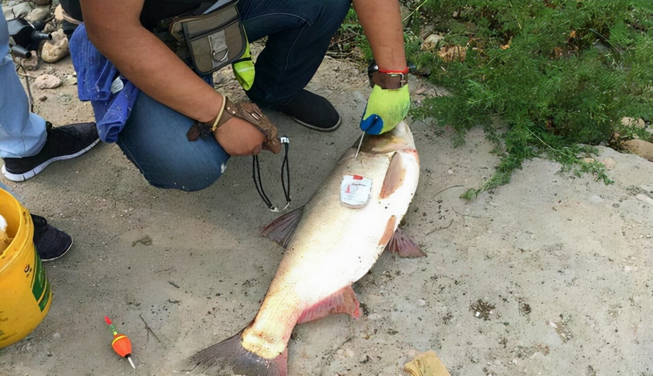 普通河里弹弓打鱼是不是违法,在什么情况下弹弓打鱼违法