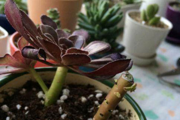 五月份法师多肉砍头可以扦插吗,多肉碧桃砍头扦插多久能生根服盆