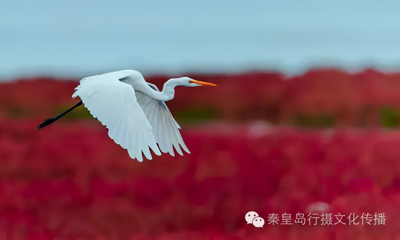 秦皇岛秋天美景,秦皇岛秋天落日和晚风