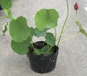 水培碗莲从发芽到开花需要多久,碗莲种子只长叶不开花怎么回事