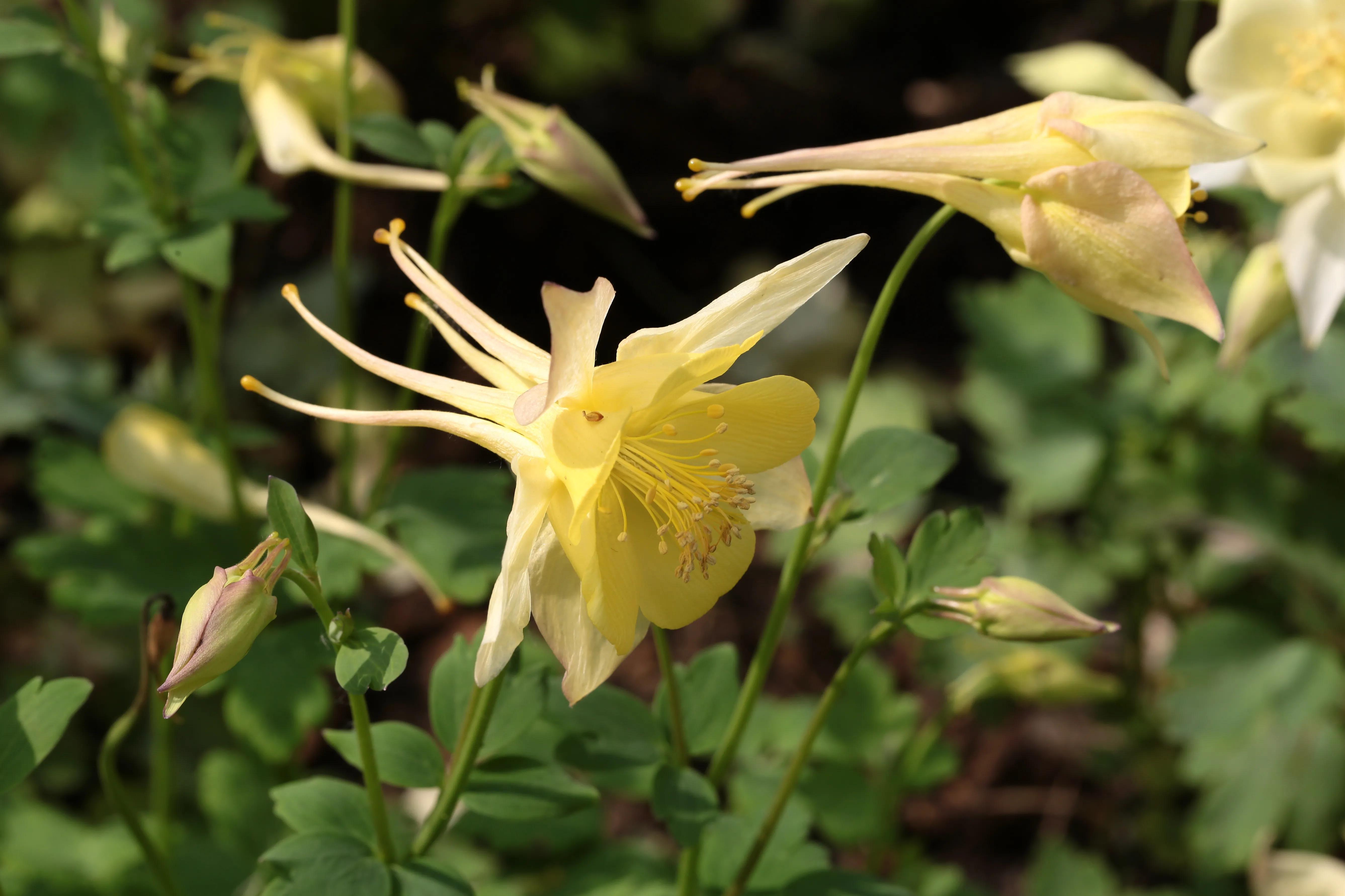 西溪湿地花朝节花草集（2）