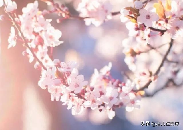 大“疫”灭清，天津2020赏花地图上线！