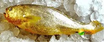 舟山海鲜攻略2天1晚住宿自由行,舟山最好的海鲜