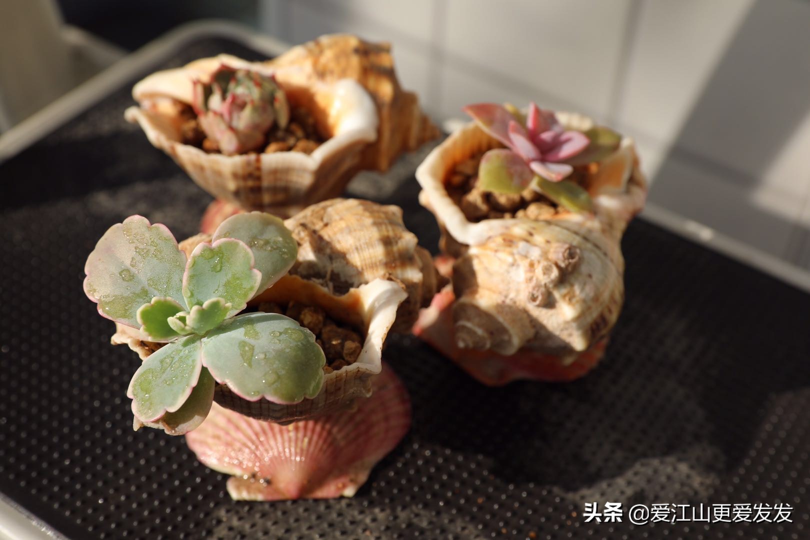 多肉海螺贝壳手工,生蚝壳做多肉盆