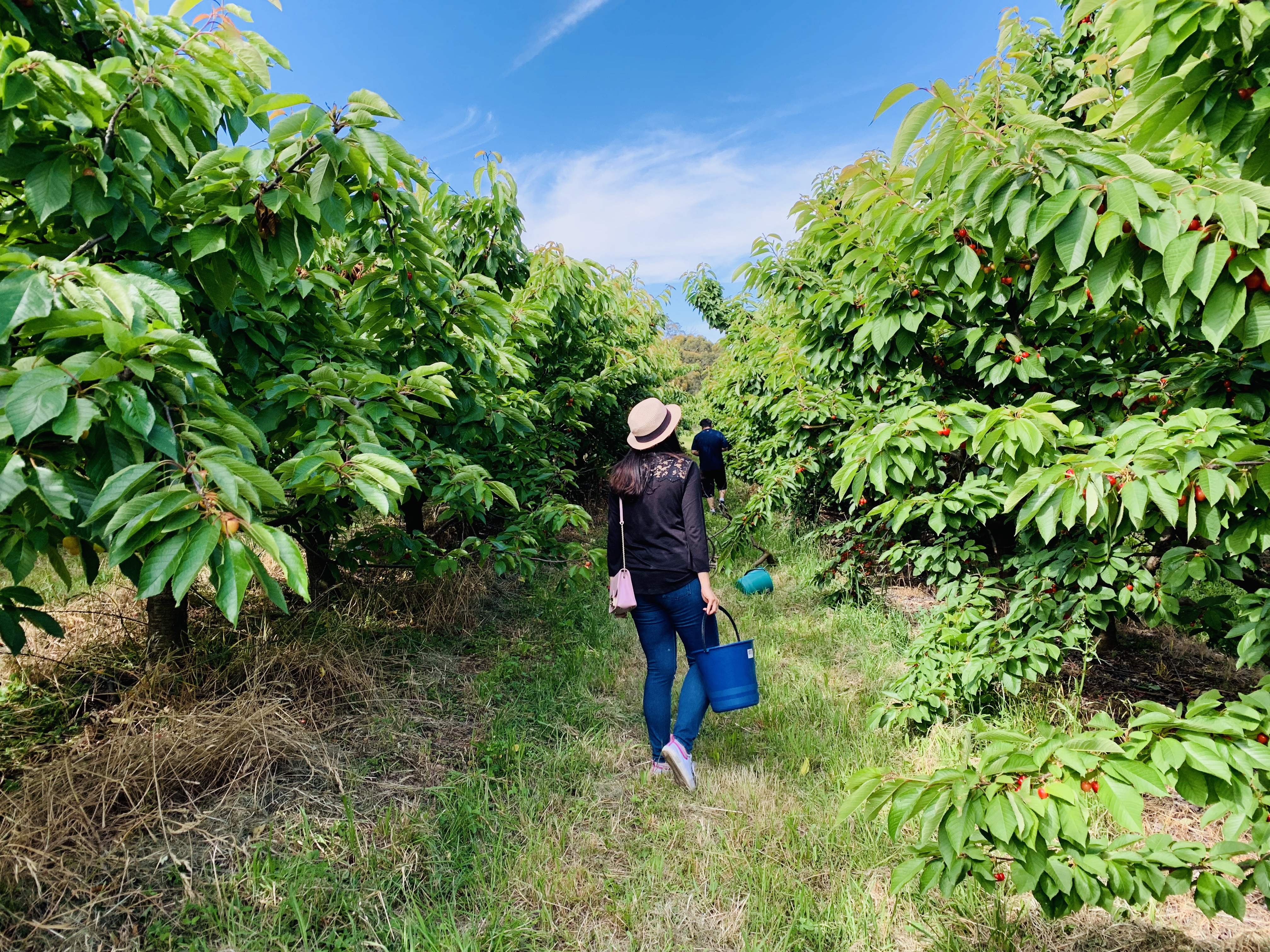 澳洲樱桃采摘,在澳洲采樱桃视频
