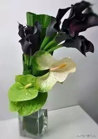 贵族版马蹄莲,高贵雅致马蹄莲