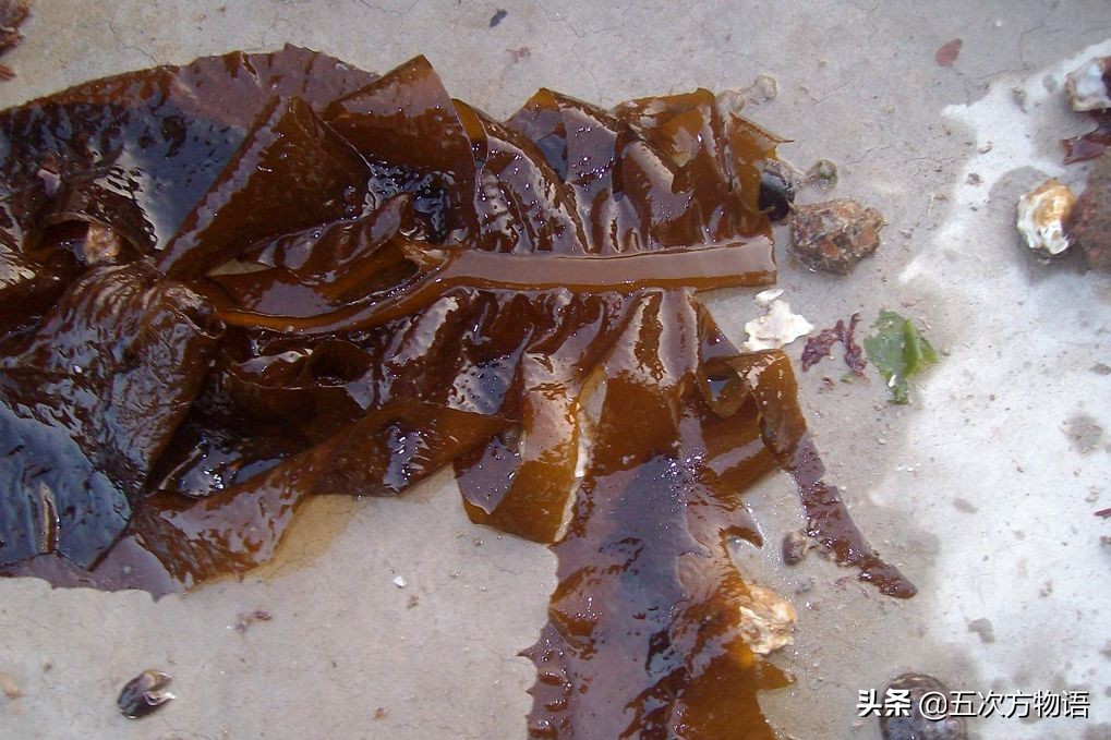 海里的食用藻类图片,青岛海边常见的生物