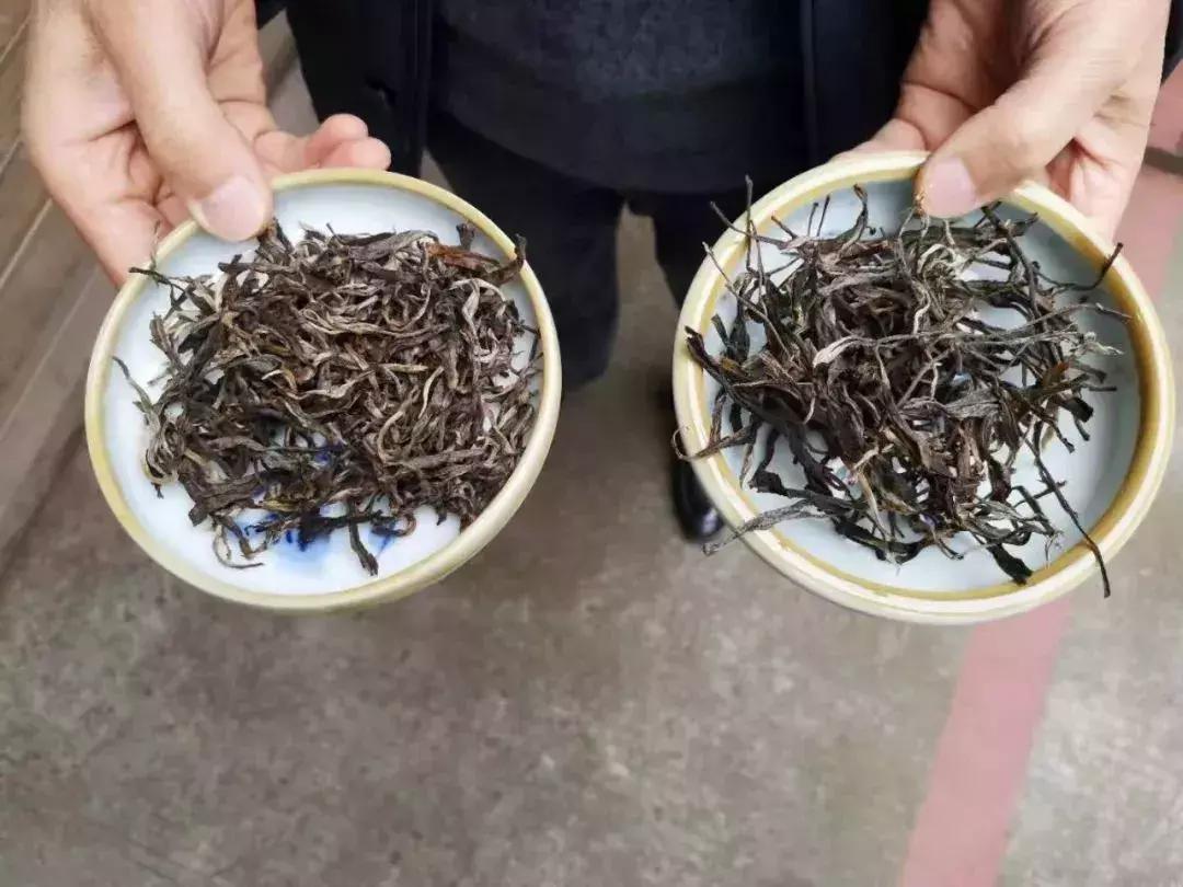 鍏ぇ鑼跺北绉戞櫘,浜戝崡鍏ぇ鑼跺北浠嬬粛