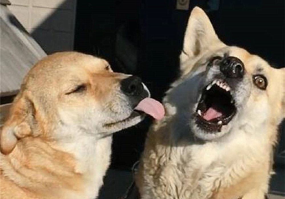 狗狗叛逆期护食,狗狗攻击性最佳矫正方法