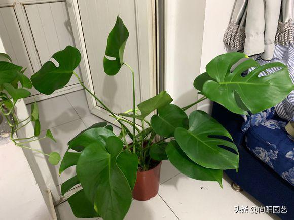 养花旺宅四种植物,十大最适合浇土的绿植