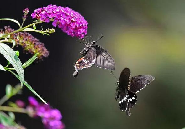 梁祝千古绝唱化蝶,梁祝蝴蝶代表什么
