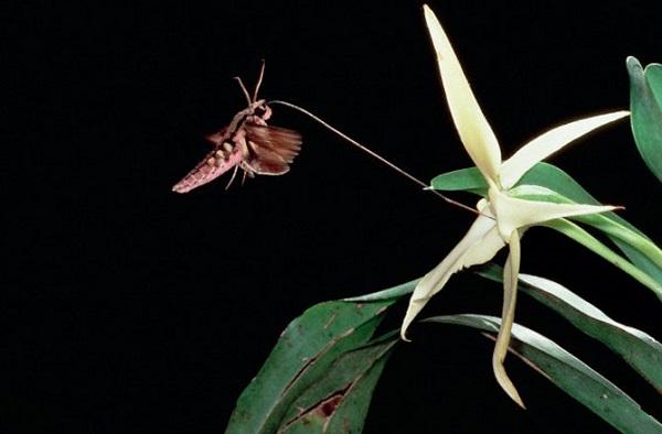 君子兰吊兰蝴蝶兰的图片,吊兰属不属于兰花的一种