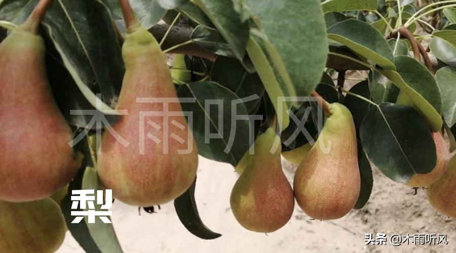 硼肥都有什么作用,硼肥加锌的作用