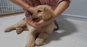 狗狗咬人怎么办,狗狗咬人怎么处理最好