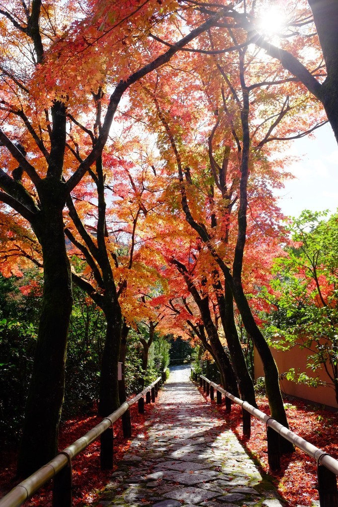 京都赏枫2022,京都赏枫必去景点有哪些好玩的