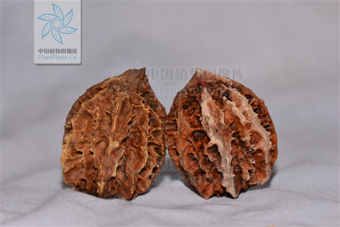 北方常见的楸花类树种,北方常用绿化植物