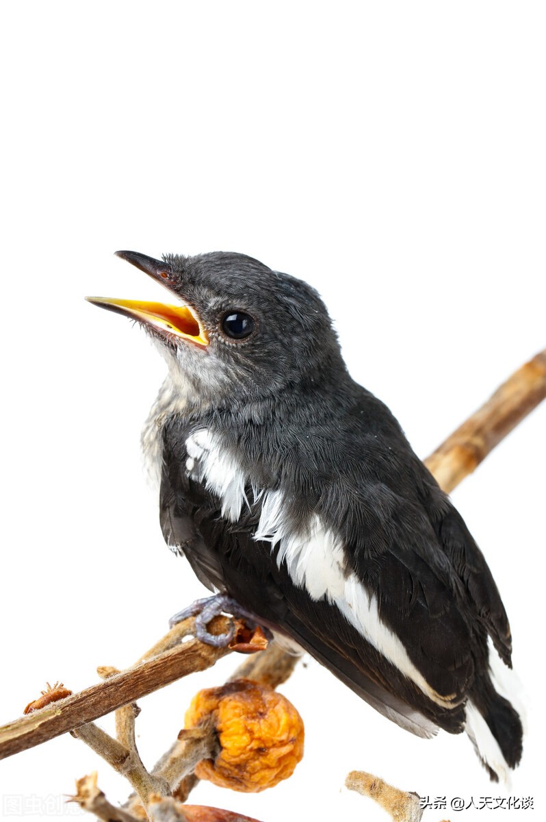 散文语言优美句子,散文语言写作技巧讲解