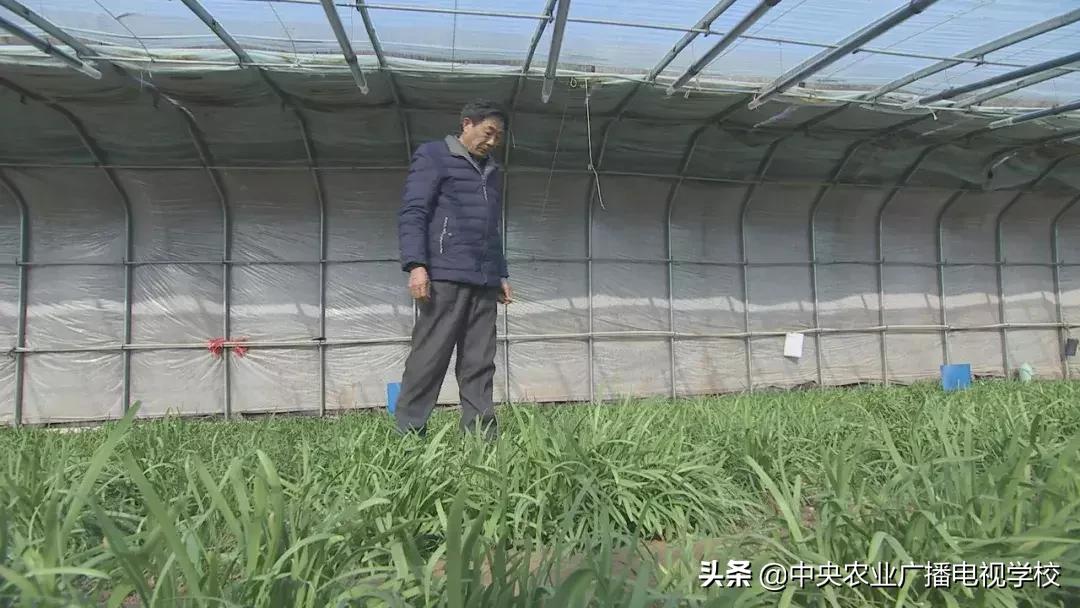 农广天地蛴螬养殖技术,韭蛆怎么防治最好