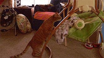 「养猫的日常」当你有这样的感慨，说明你养猫是正确的选择