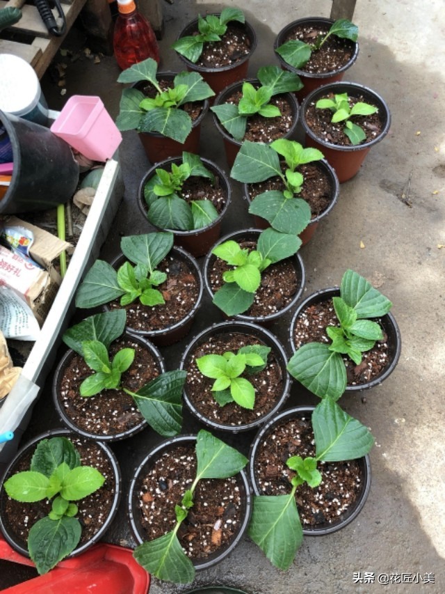 想养绣球花什么品种好看又好养,想种一颗绣球花