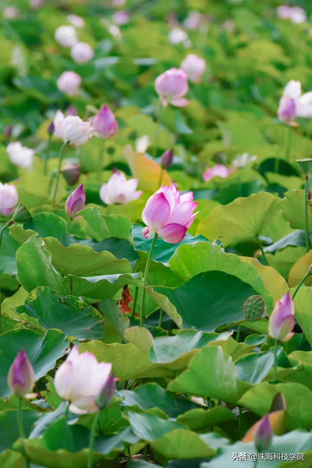 读一所校园环境和学习氛围全方位一流的大学是什么体验？