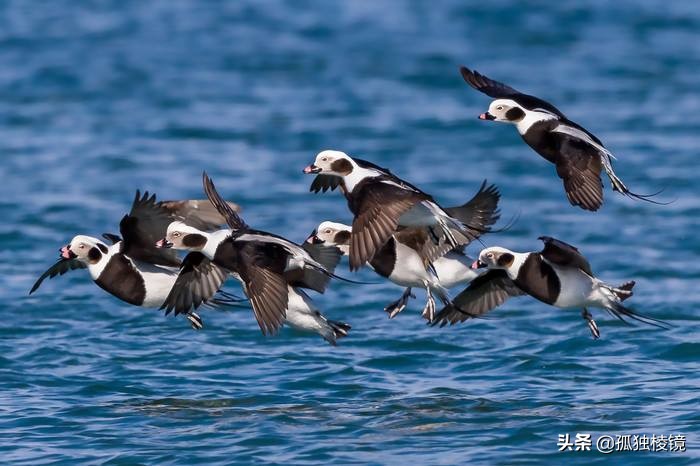 拍鸟的100个技巧,拍鸟的十大技术