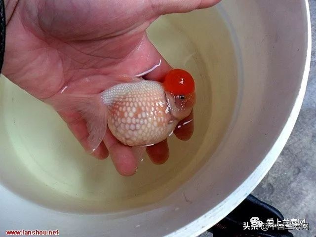 国宝级皇冠珍珠金鱼视频,皇冠珍珠金鱼视频