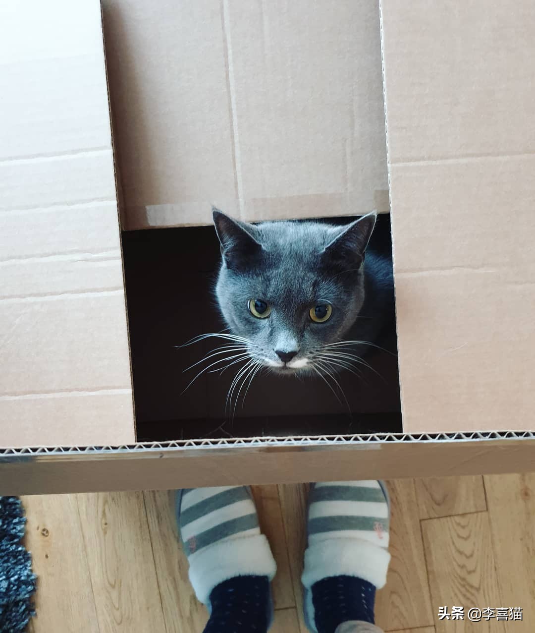 猫咪为什么喜欢睡纸箱,为什么猫咪偏爱纸箱睡觉