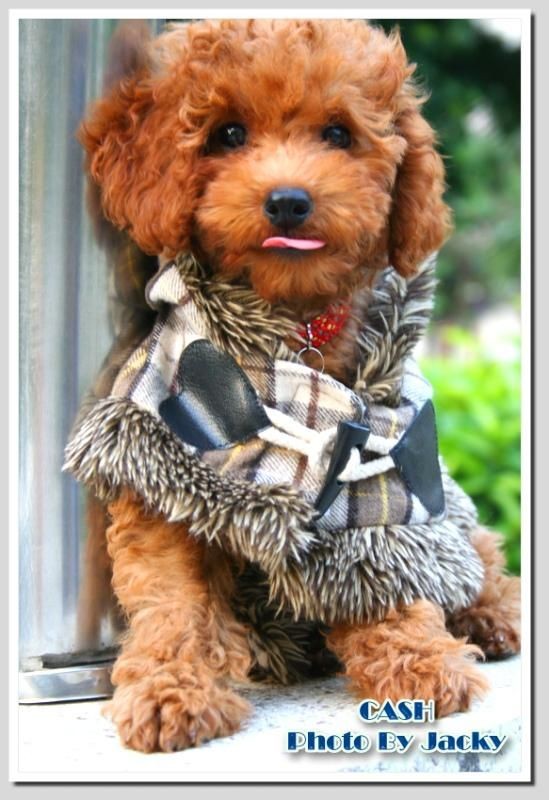 狗狗大全,送给喜欢狗的人）