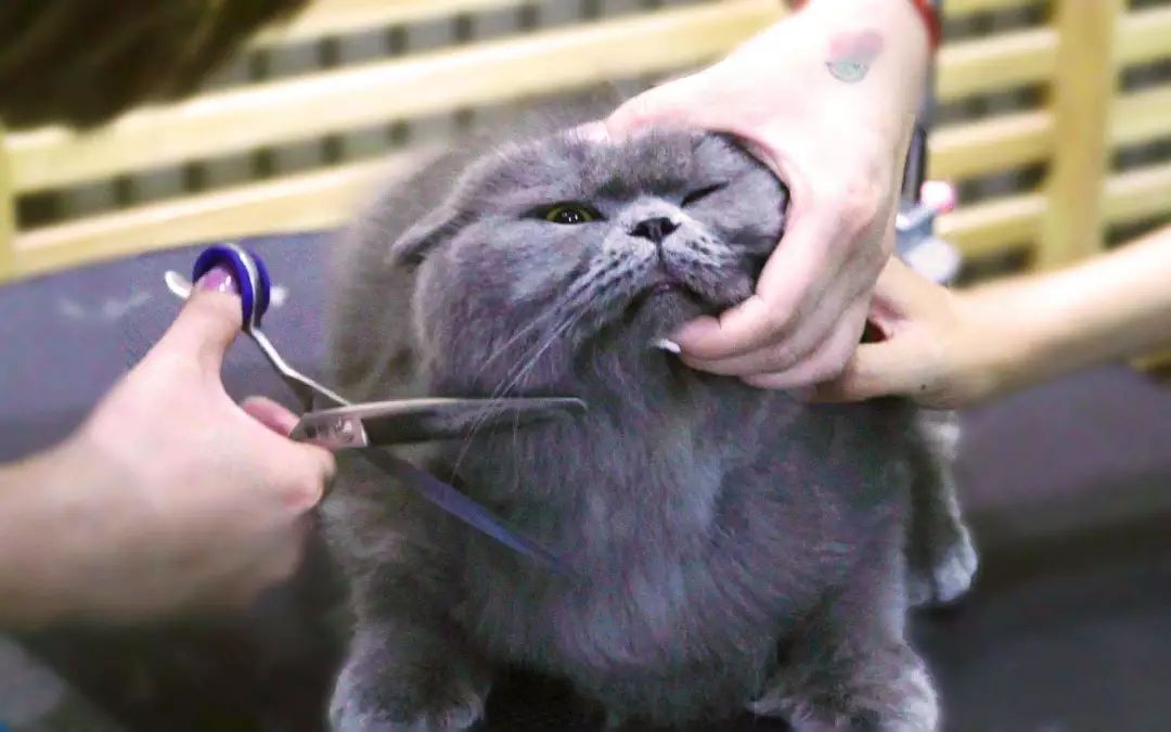 猫咪夏天能不能剃毛,猫咪消暑降温的正确方法