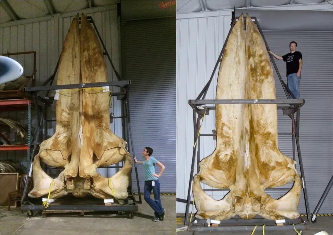 30张活久见的巨物照片,23张令人窒息的照片太像了