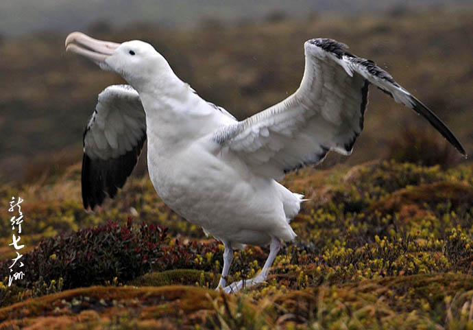 漂泊信天翁滑翔,漂泊信天翁为什么被称为滑翔员