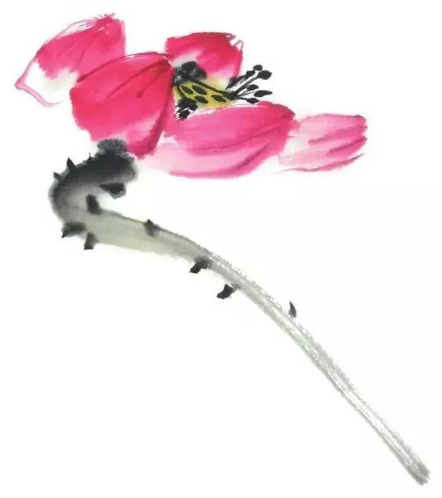 白描荷花的画法图片,如何画荷花国画白描