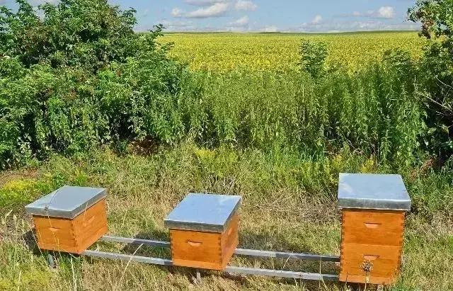 蜜蜂喂盐水的最佳比例,蜜蜂喂水加多少盐