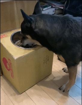 老狗吃饭很痛苦,主人用纸皮箱架高食盆!但普通狗狗不要乱用