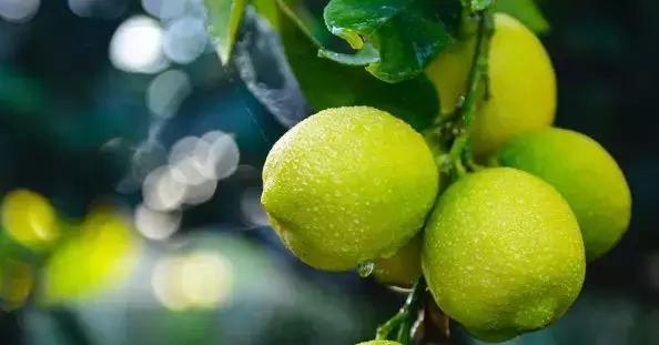 柠檬可以缓解痛风吗,柠檬对痛风有好处吗