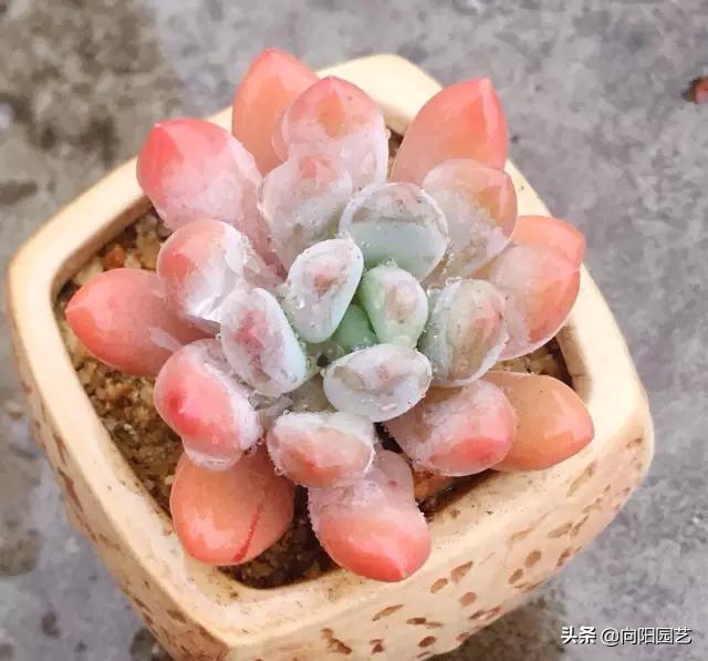 露养多肉晚上被雪盖住了怎么办,露养的多肉夏天淋雨了怎么办