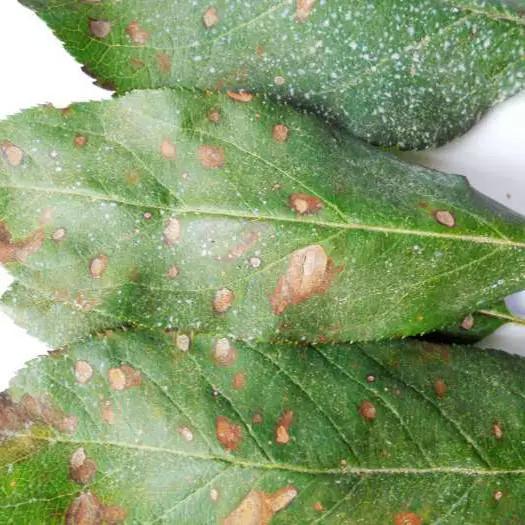 苹果的主要病虫害及如何防治,防治苹果病害的方法