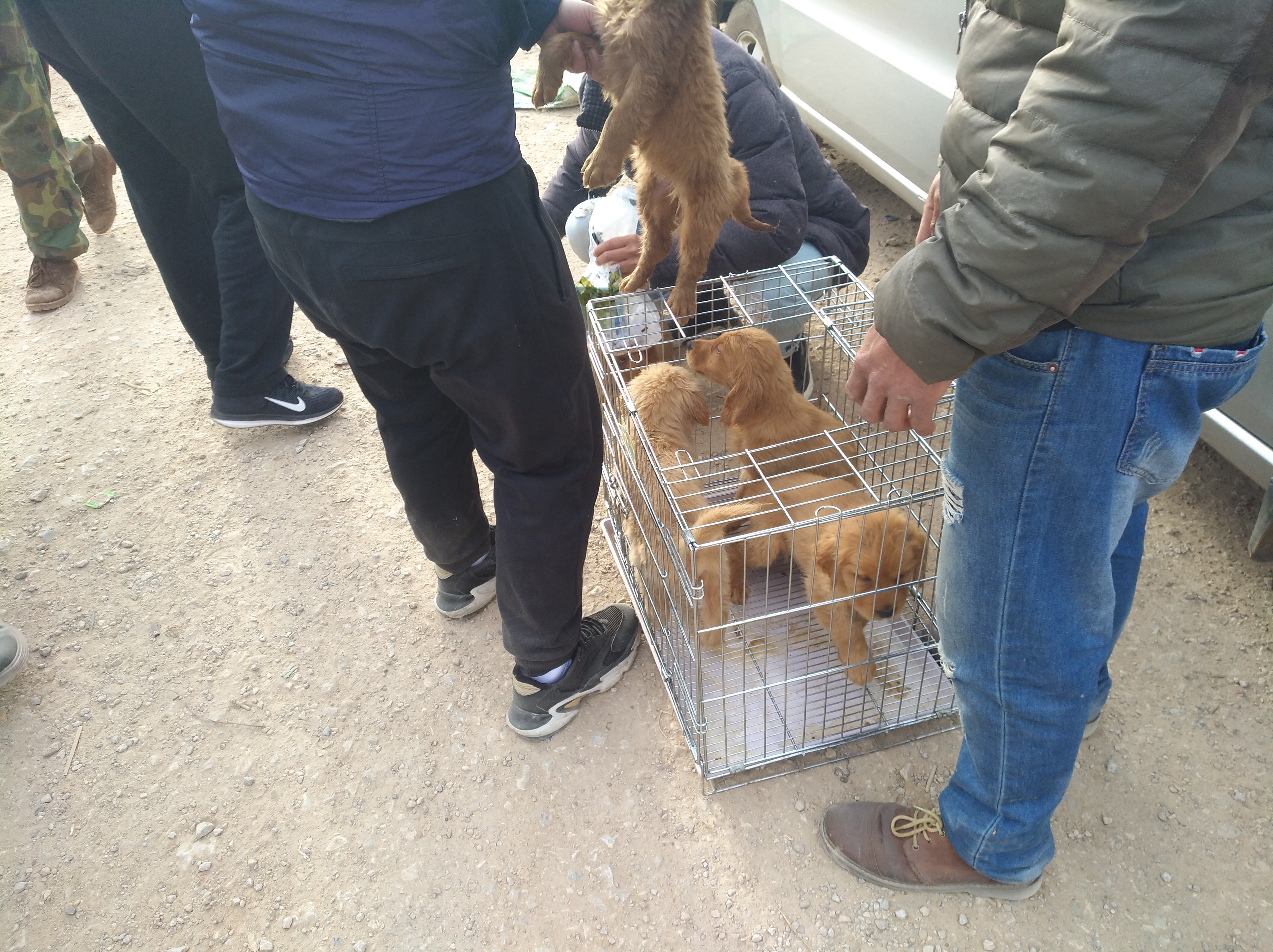 养殖场纯种金毛犬幼犬出售,犬舍金毛出售