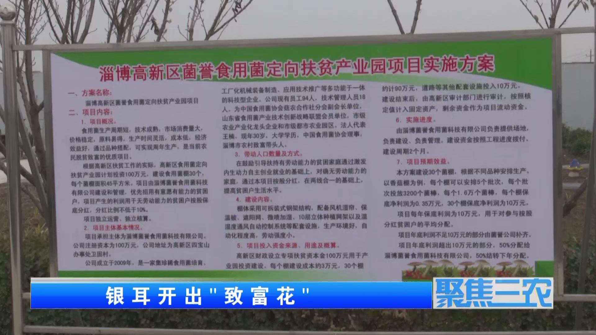 聚焦三农种植蔬菜致富,福建古田银耳栽培致富事例